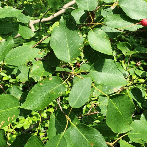 Allegheny Serviceberry Shrub - Image 4