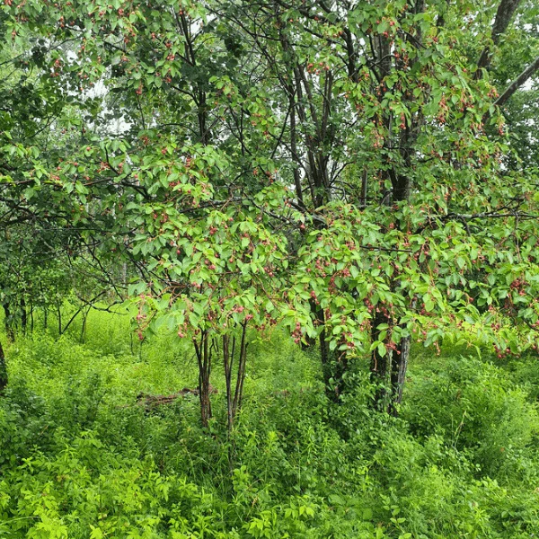 Allegheny Serviceberry Shrub - Image 5
