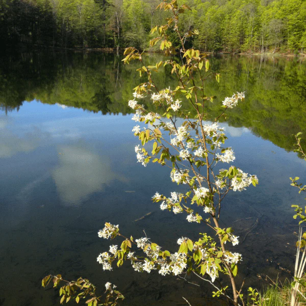 Allegheny Serviceberry Shrub - Image 7
