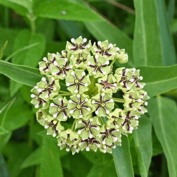 Antelope Horn Milkweed Plant Sets - Image 3