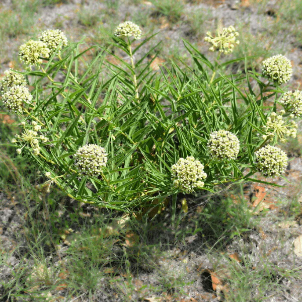 Antelope Horn Milkweed Plant Sets - Image 4