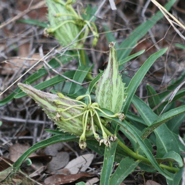 Antelope Horn Milkweed Plant Sets - Image 5