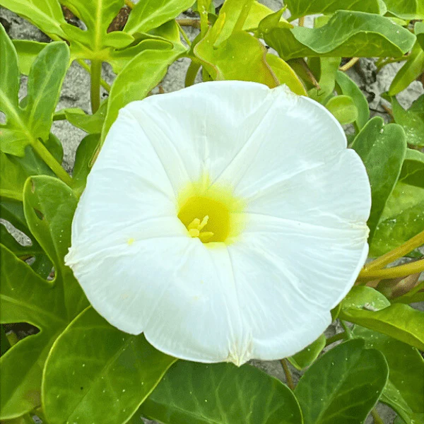 Beach Morning Glory Vine - Image 3