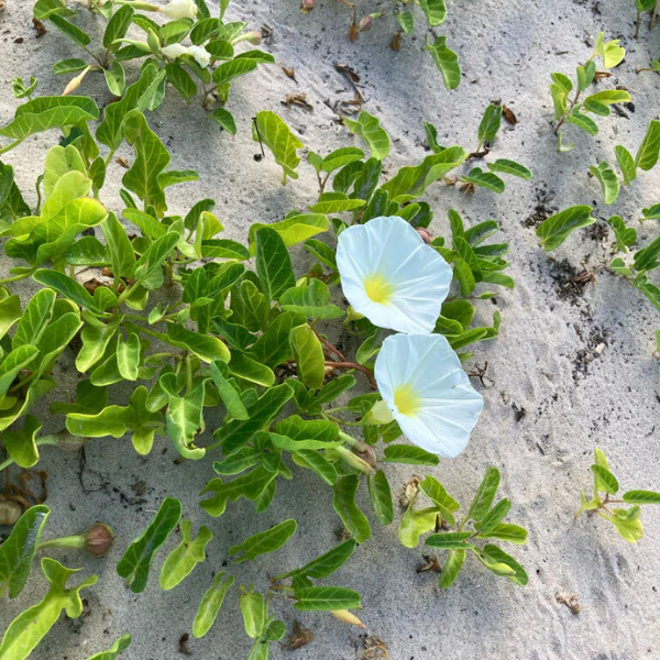 Beach Morning Glory Vine - Image 4