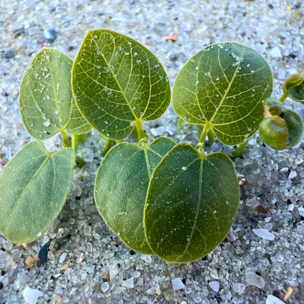 Beach Morning Glory Vine - Image 5