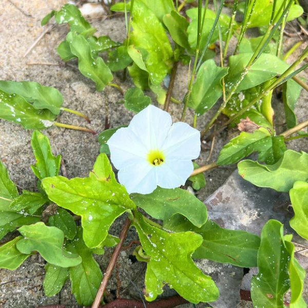 Beach Morning Glory Vine - Image 7