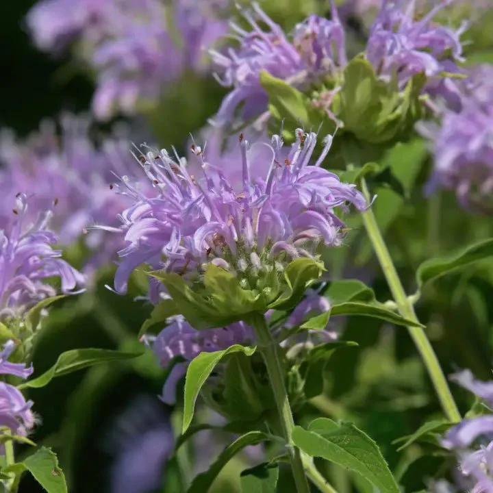 Bee Balm Plant Sets - Image 5