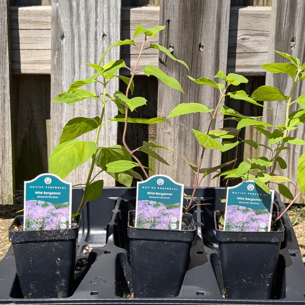 Bee Balm Plant Sets - Image 6