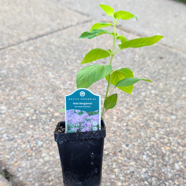 Bee Balm Plant Sets - Image 7