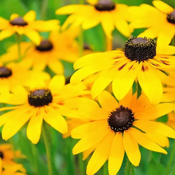 Black Eyed Susan Plant Sets - Image 3