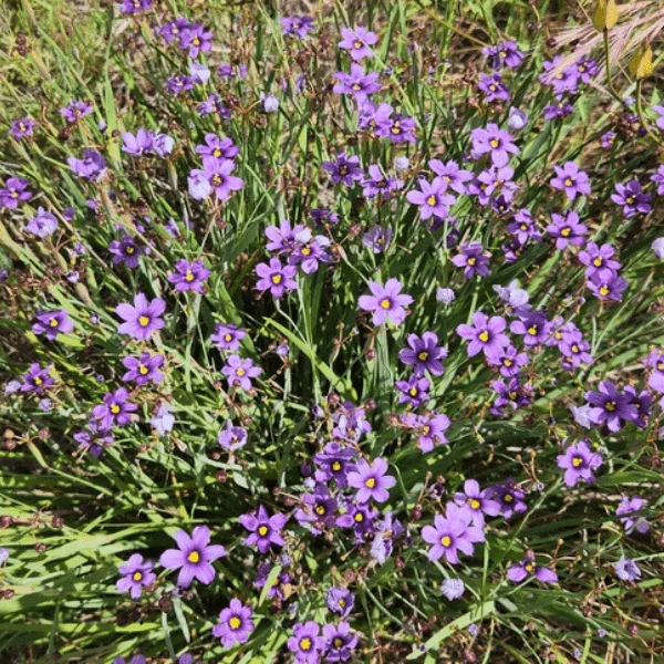 Blue-Eyed Grass Plant Sets - Image 5
