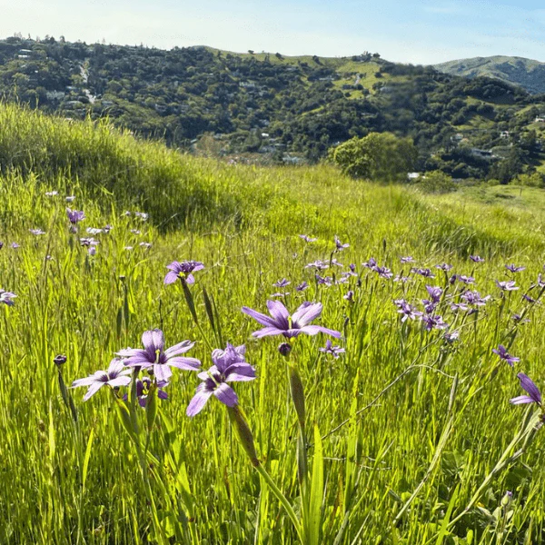Blue-Eyed Grass Plant Sets - Image 8