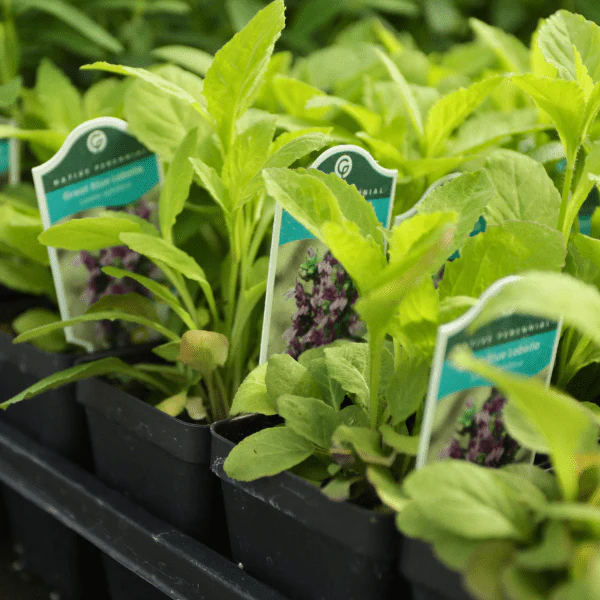 Great Blue Lobelia Plant Sets - Image 8