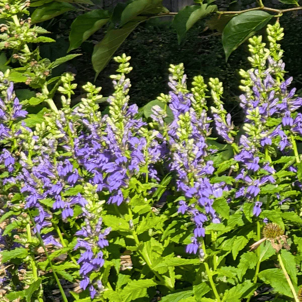 Great Blue Lobelia Plant Sets - Image 4