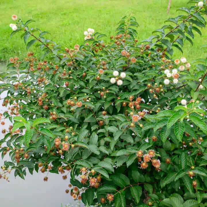 Buttonbush Shrub - Image 3