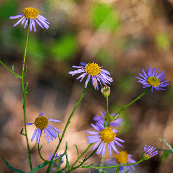 California Aster Plant Sets - Image 4