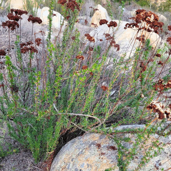 California Buckwheat Plant Sets - Image 4