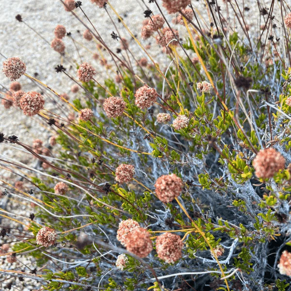 California Buckwheat Plant Sets - Image 7