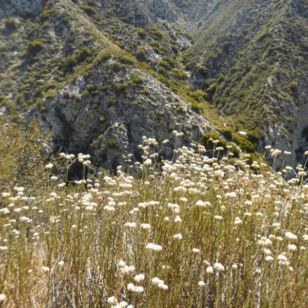 California Buckwheat Plant Sets - Image 8
