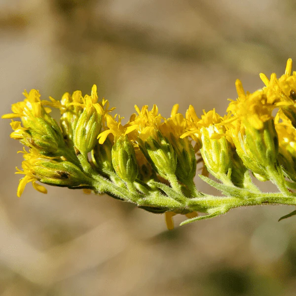 California Goldenrod Plant Sets - Image 3