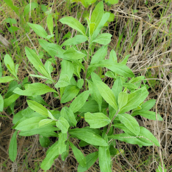 California Goldenrod Plant Sets - Image 4