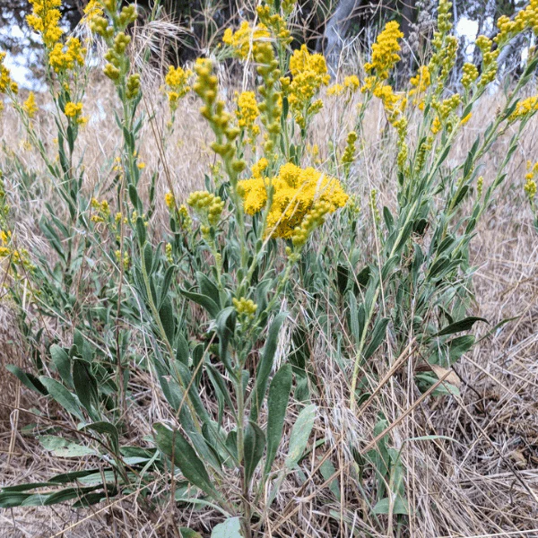 California Goldenrod Plant Sets - Image 5