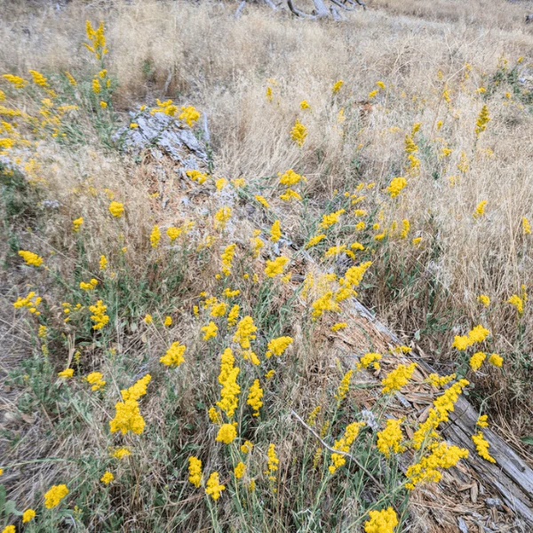 California Goldenrod Plant Sets - Image 6