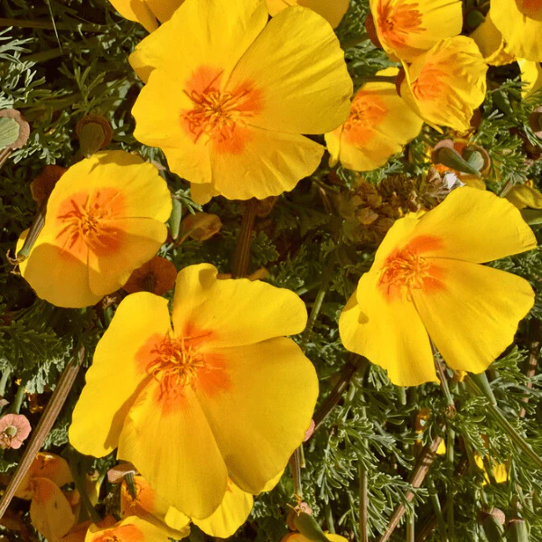 California Poppy Plant Sets - Image 3