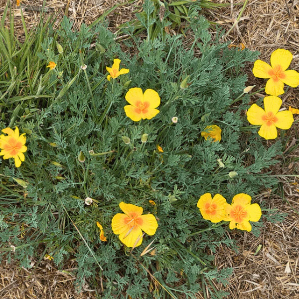 California Poppy Plant Sets - Image 4