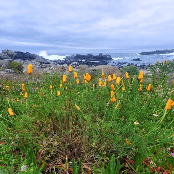 California Poppy Plant Sets - Image 5