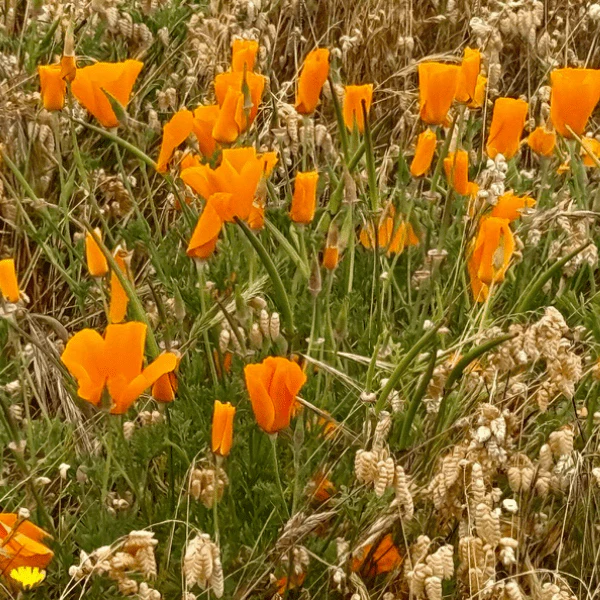 California Poppy Plant Sets - Image 6