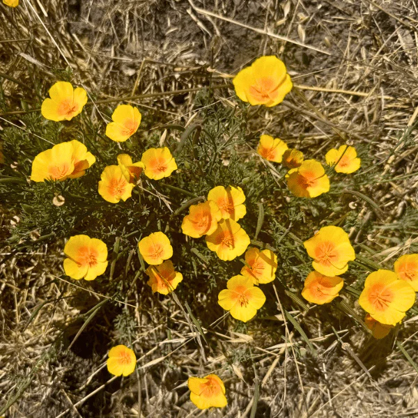 California Poppy Plant Sets - Image 7