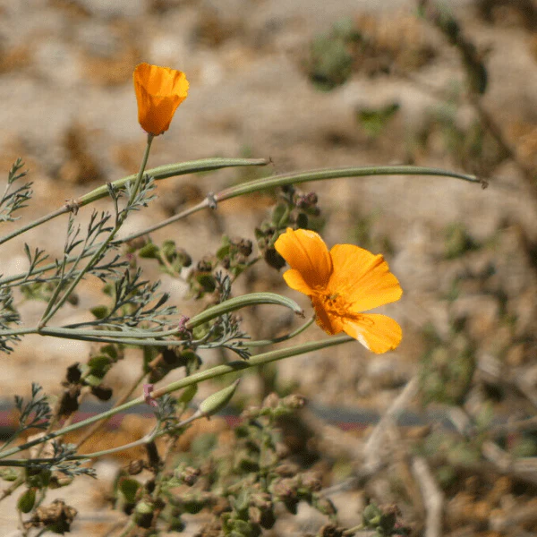 California Poppy Plant Sets - Image 8