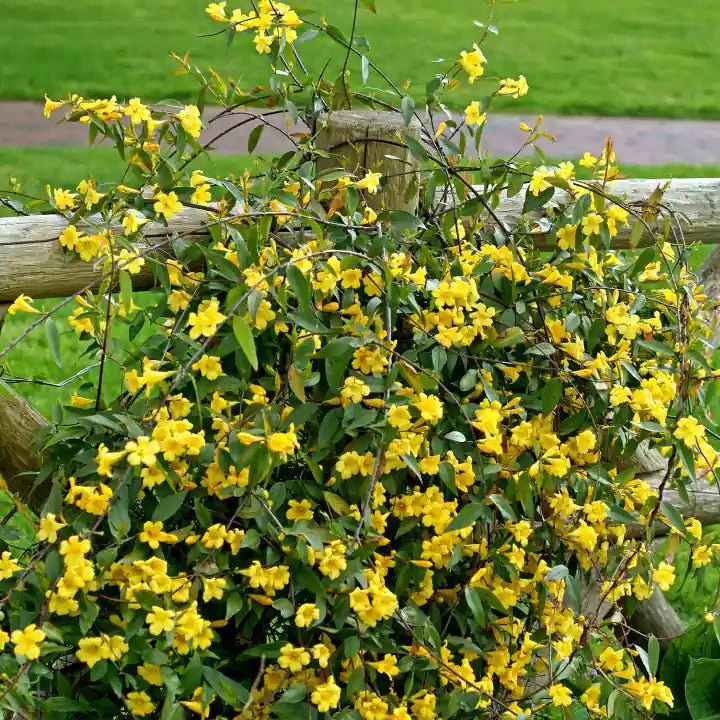 Carolina Jessamine Vine - Image 3
