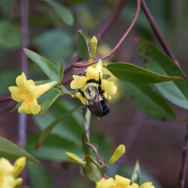 Carolina Jessamine Vine - Image 4