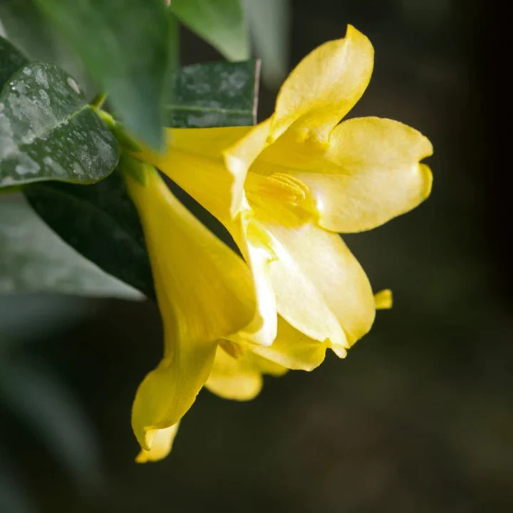 Carolina Jessamine Vine - Image 5