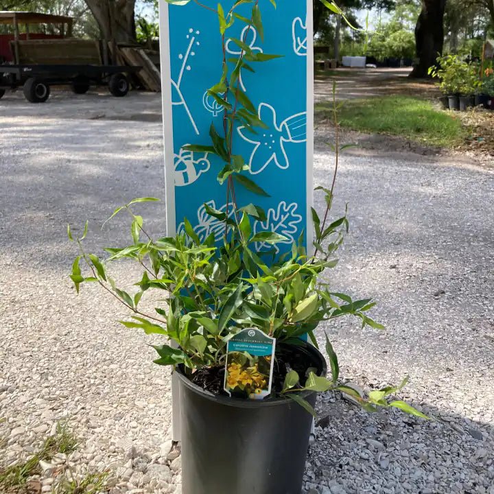 Carolina Jessamine Vine - Image 6