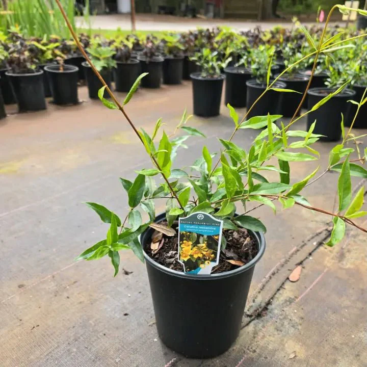 Carolina Jessamine Vine - Image 7