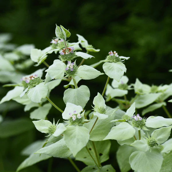Clustered Mountainmint Plant Sets - Image 3