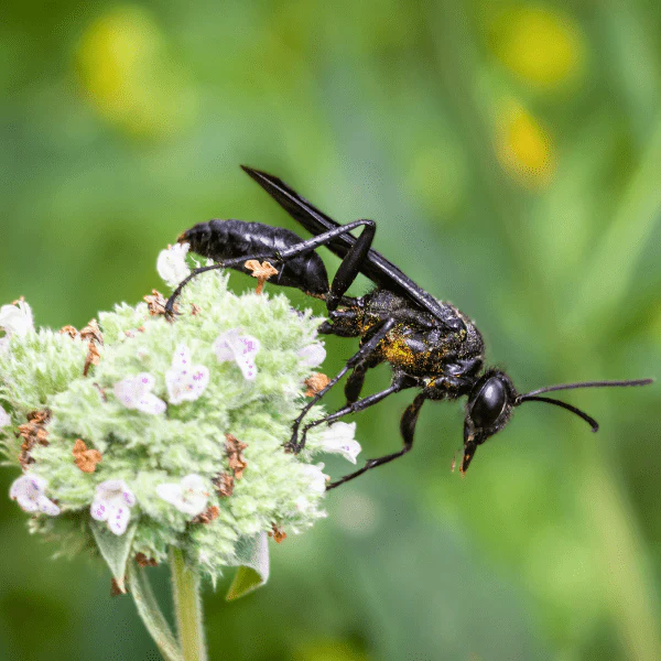 Clustered Mountainmint Plant Sets - Image 4