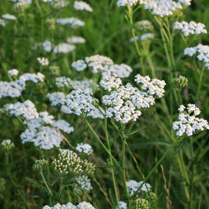 Common Yarrow Plant Sets - Image 4