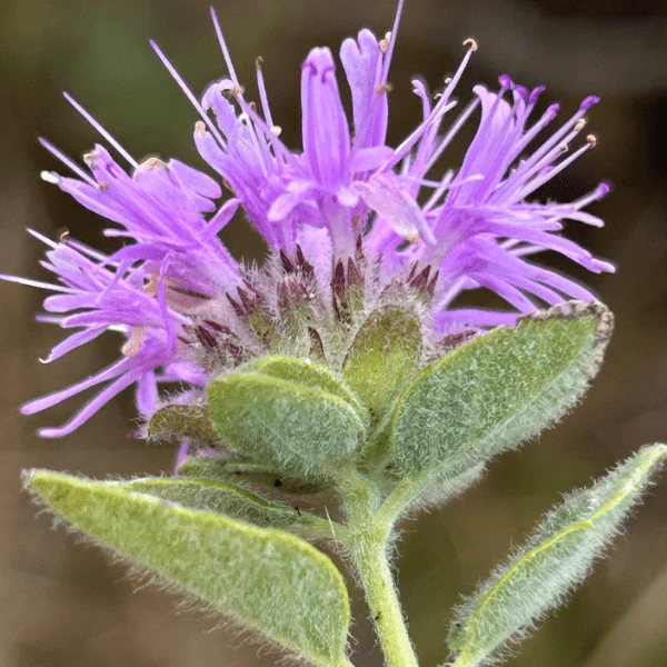 Coyote Mint Plant Sets - Image 3