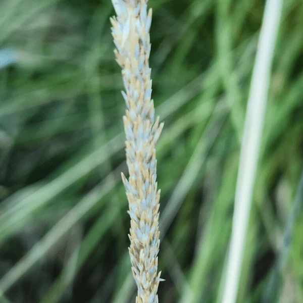 Deer Grass Plant Sets - Image 3