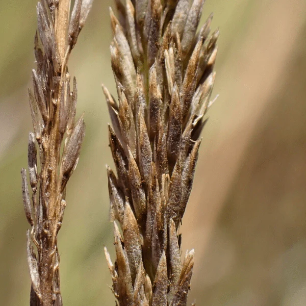Deer Grass Plant Sets - Image 4