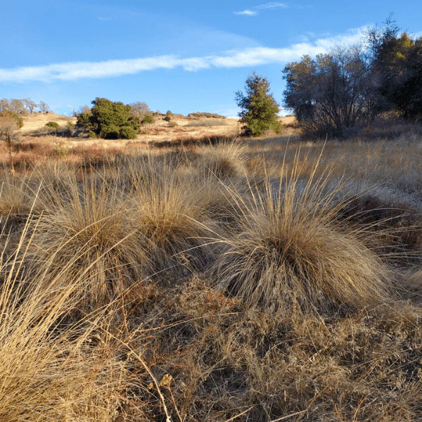 Deer Grass Plant Sets - Image 5
