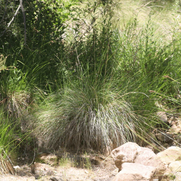 Deer Grass Plant Sets - Image 6