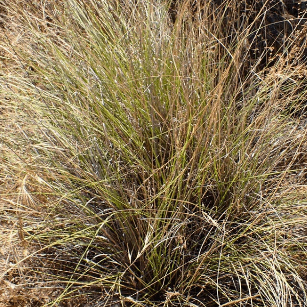 Deer Grass Plant Sets - Image 7