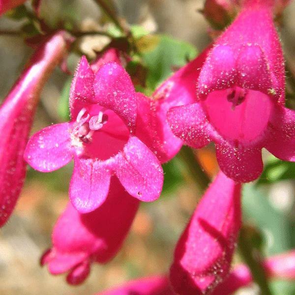 Desert Beardtongue Plant Sets - Image 4
