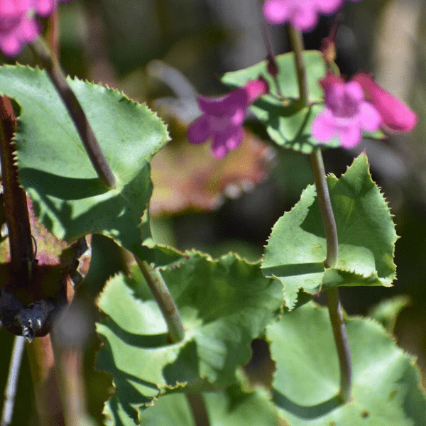 Desert Beardtongue Plant Sets - Image 5