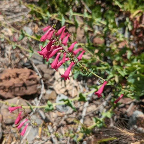 Desert Beardtongue Plant Sets - Image 6